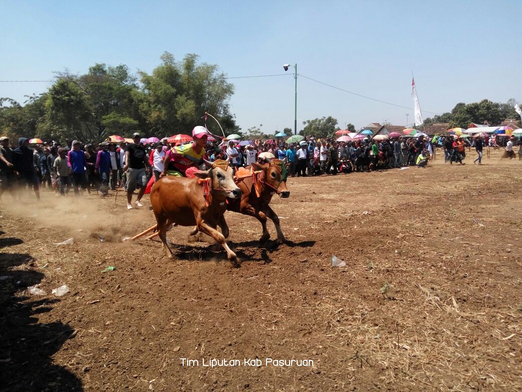 Warga Wonorejo Terus Pertahankan Tradisi Karapan Sapi
