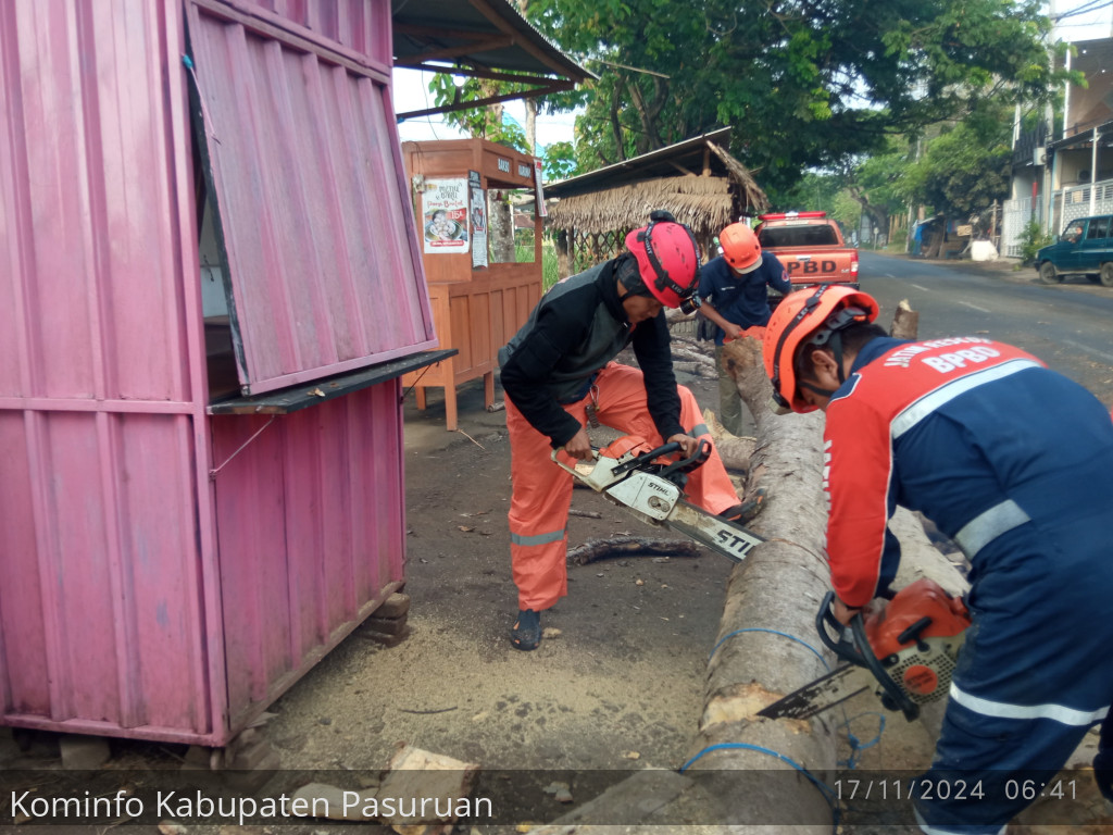 Antisipasi Pohon Tumbang. BPBD Kabupaten Pasuruan Ingatkan Masyarakat Kurangi Beban Pohon