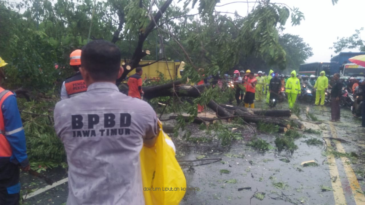 BPBD Kabupaten Pasuruan Himbau Masyarakat Waspadai Pohon Tumbang 