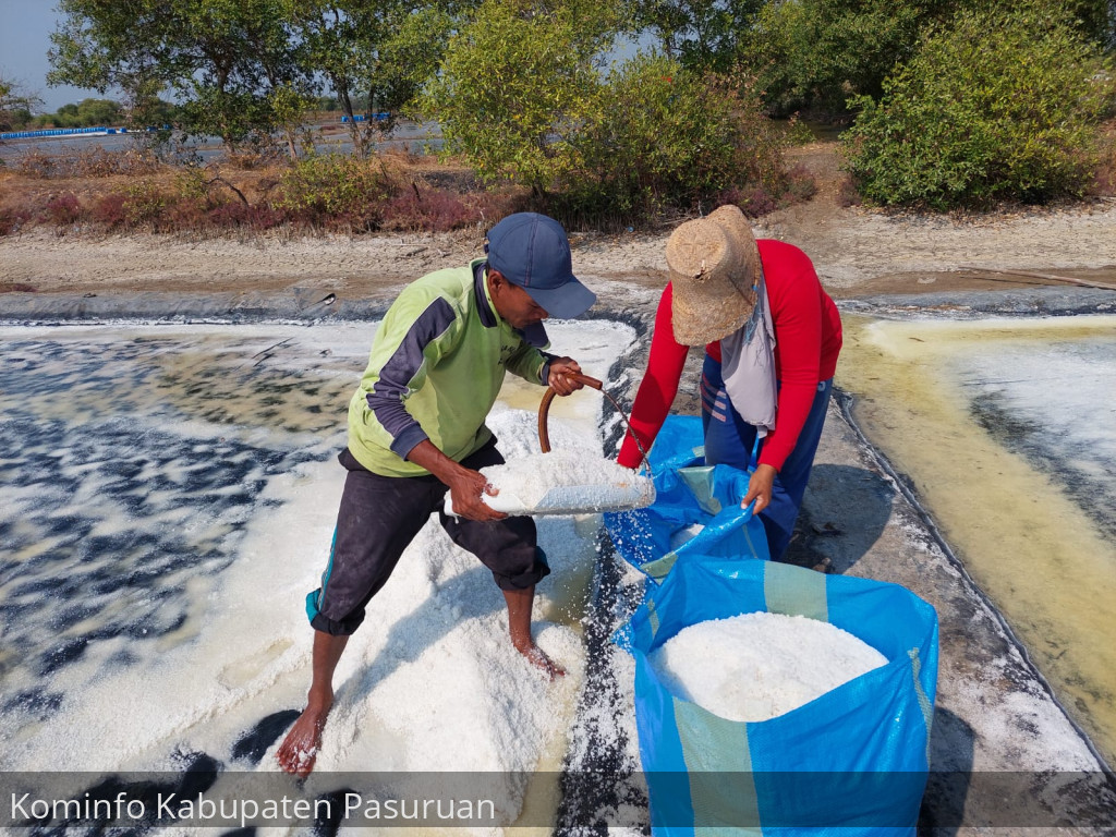 Produksi Garam di Kabupaten Pasuruan Capai 8000 Ton