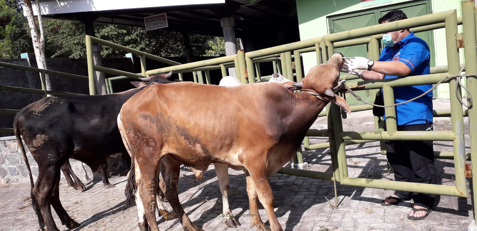 Dinas Peternakan Kabupaten Pasuruan Intens Sosialisasikan Larangan Potong Sapi Betina Produktif 