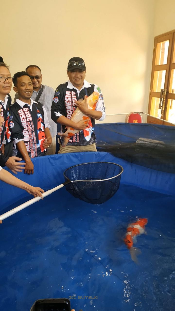 Peserta Terbanyak, 837 Koi Ikuti All Indonesia Young Local Koi Show 2019