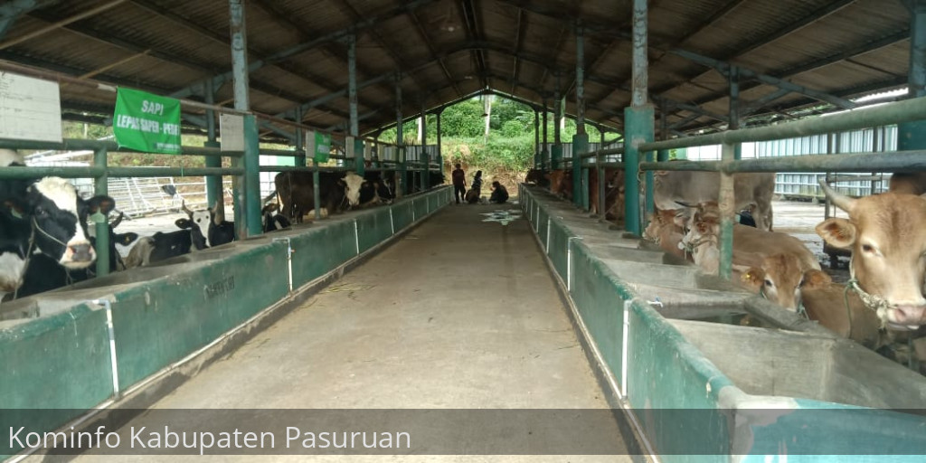 Kasus PMK dan LSD Reda, Produksi Susu Segar di Kabupaten Pasuruan Mulai Digenjot