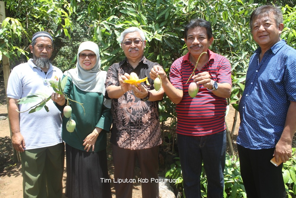 Setelah Mangga Alpukat, Kabupaten Pasuruan Juga Punya Mangga Pisang