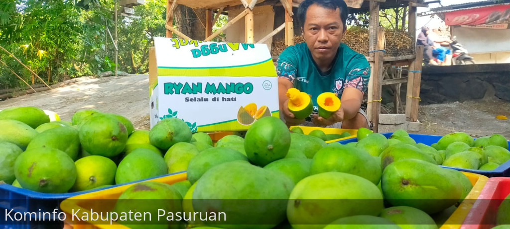 Petani Mangga Alpukat di Rembang Sudah Mulai Panen