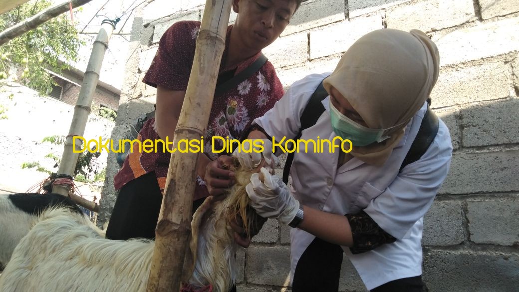 H-7 Idul Adha, Dinas Peternakan Kabupaten Pasuruan Periksa Kesehatan Hewan Qurban