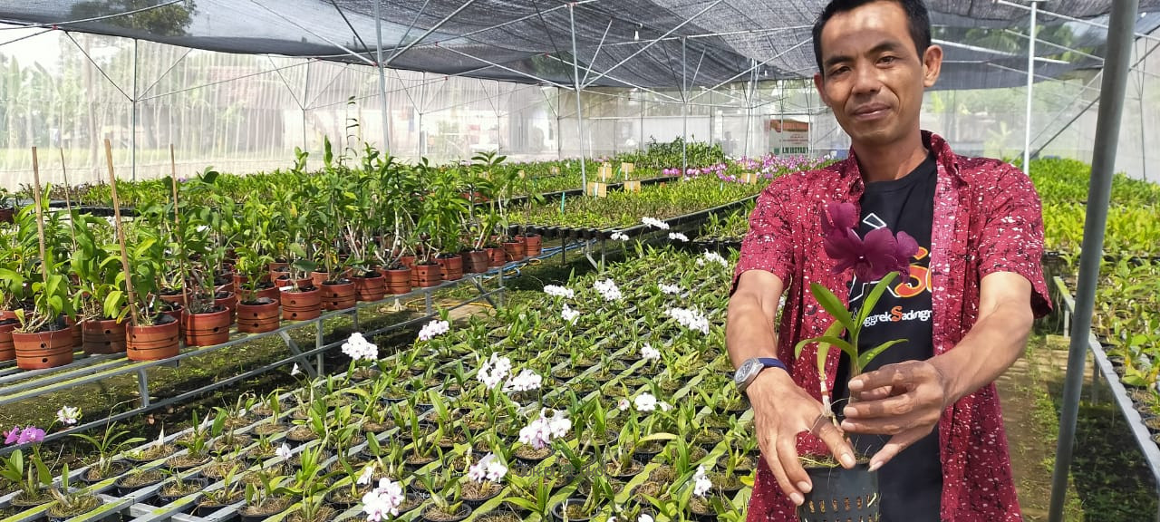 Tanam di Dataran Rendah, Omah Anggrek di Desa Sadengrejo, Rejoso Sukses Budidaya Puluhan Ribu Dendrobium 