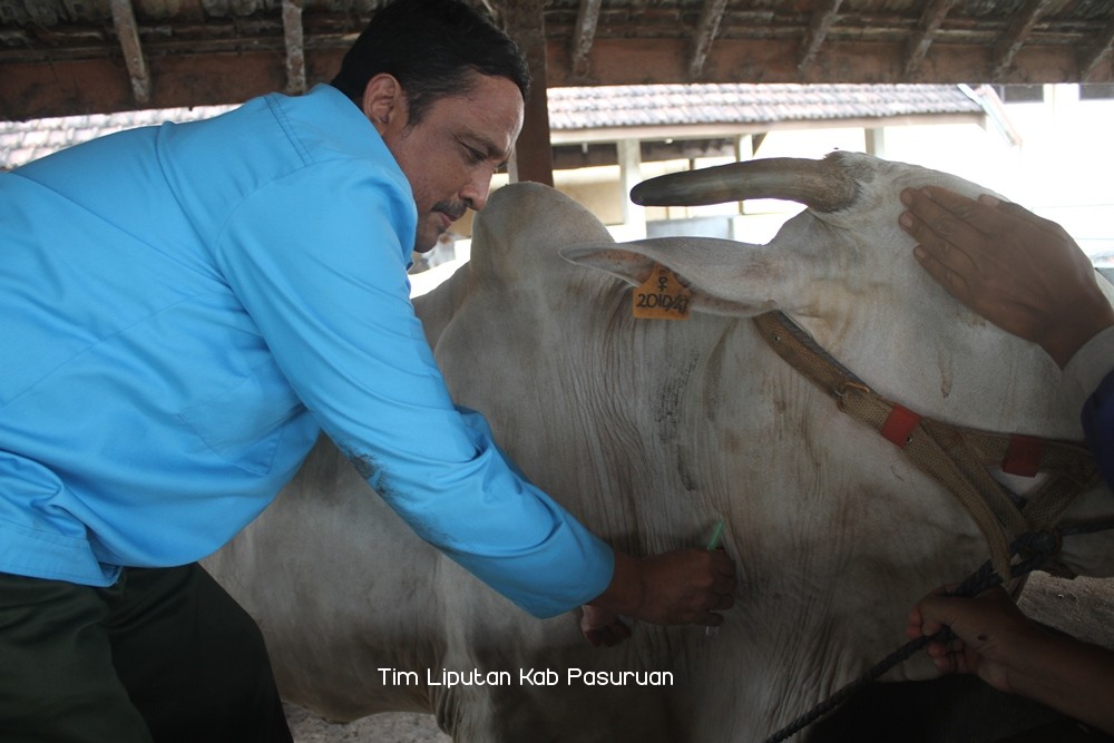 Loka Penelitian Sapi Potong Grati Temukan Metode Deteksi Kebuntingan Dini Lain Daripada Yang Lain