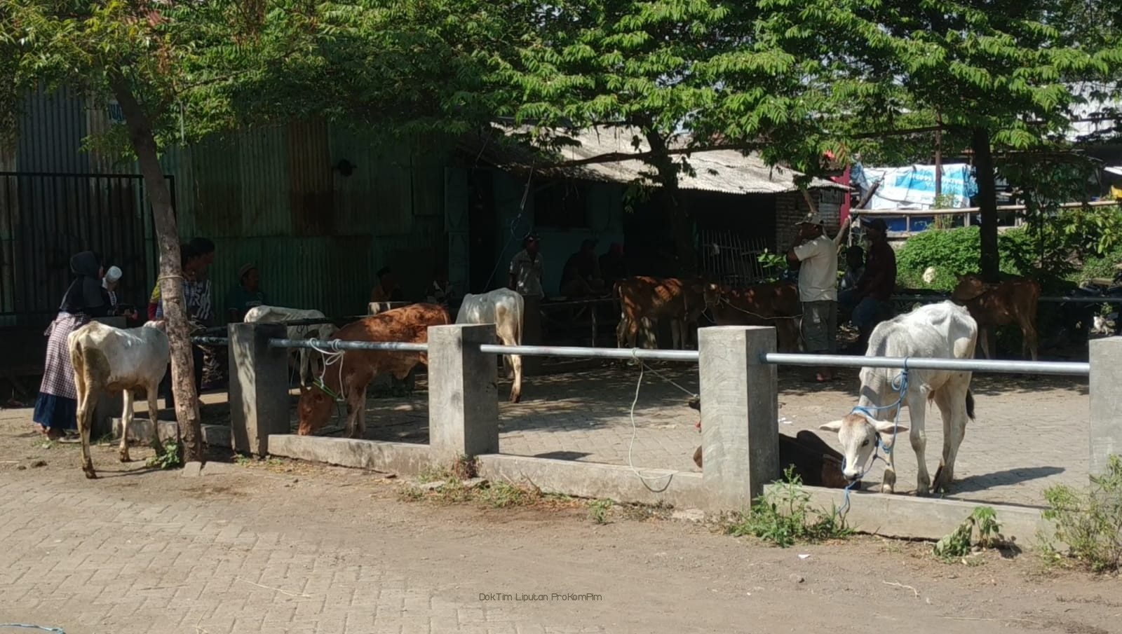 Hari Pertama Pasar Hewan Dibuka, Penjualan Sapi di Kabupaten Pasuruan Menurun Drastis 