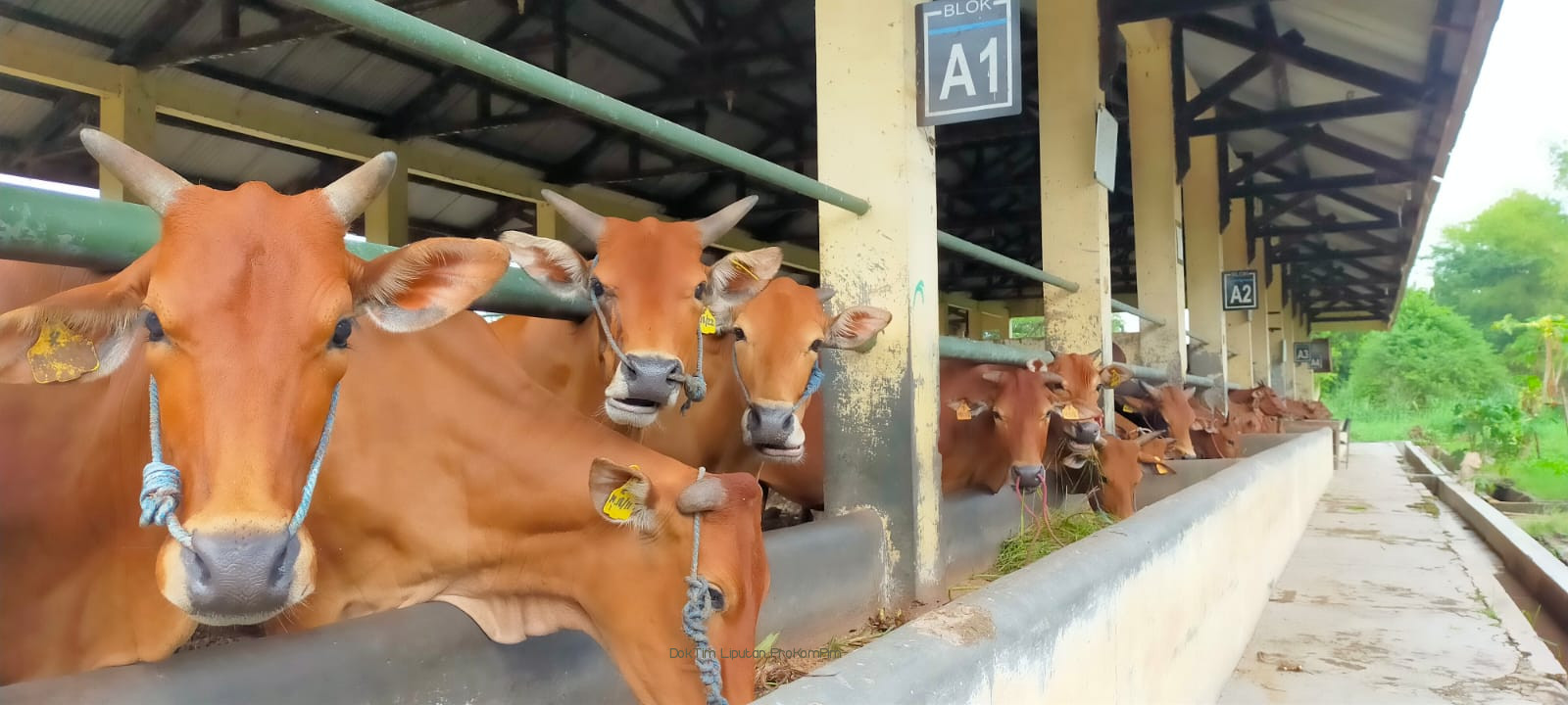 Lolit Sapi di Grati Berhasil Kembangkan Ratusan Ekor Sapi Setiap Tahunnya