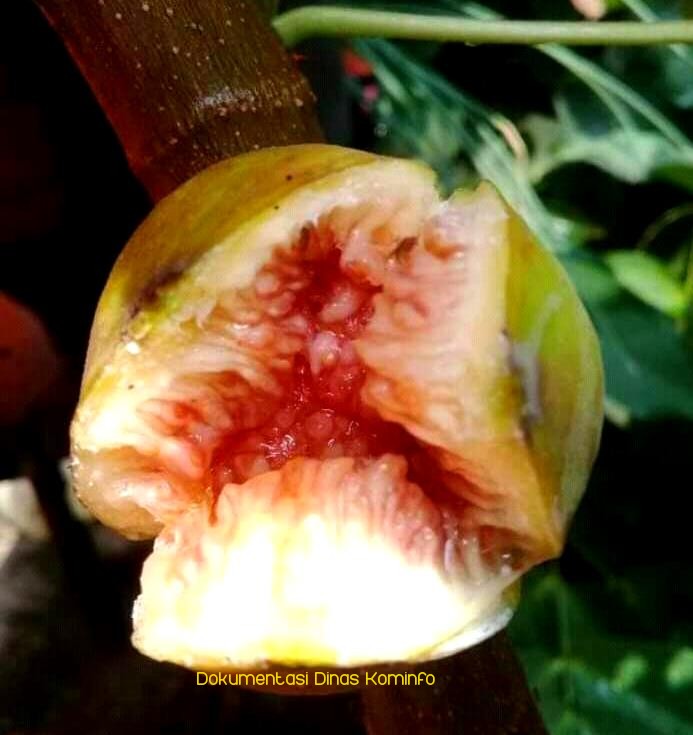 Buah Dari Surga Itu Dibudidayakan di Desa Karang Sentul 