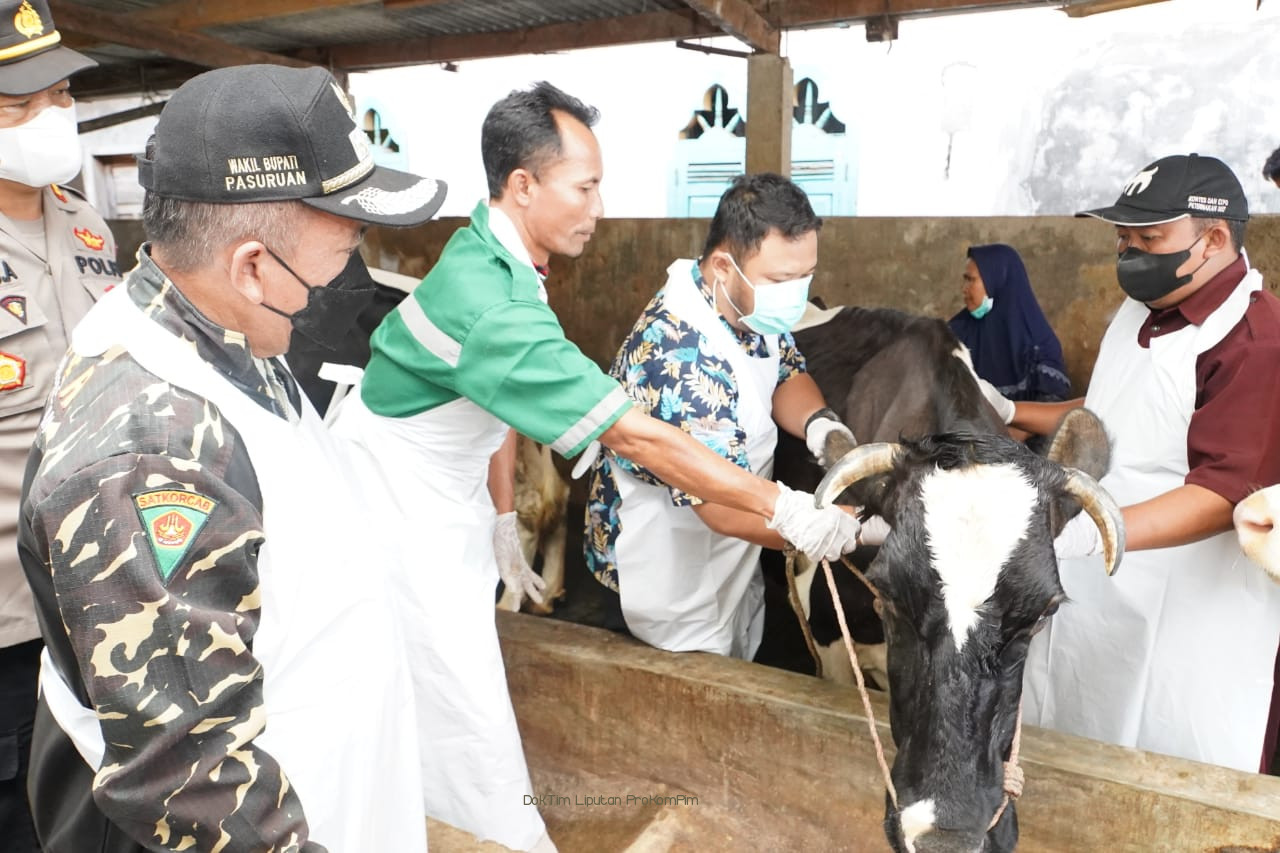 Meski Tren Kasus PMK Melandai, Pemkab Pasuruan Terus Gencarkan Edukasi Kepada Peternak Sapi  