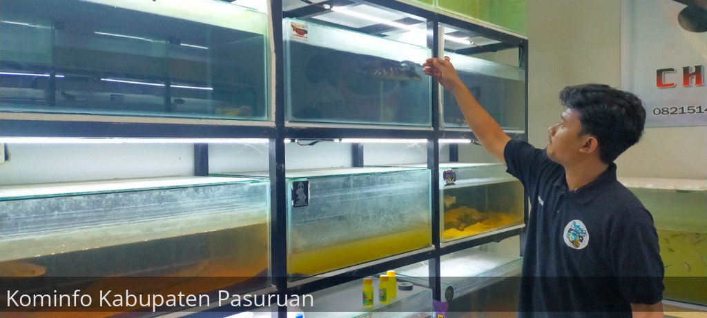 Asyiknya Koleksi Ikan Channa Hingga Hasilkan Keuntungan Jutaan Rupiah