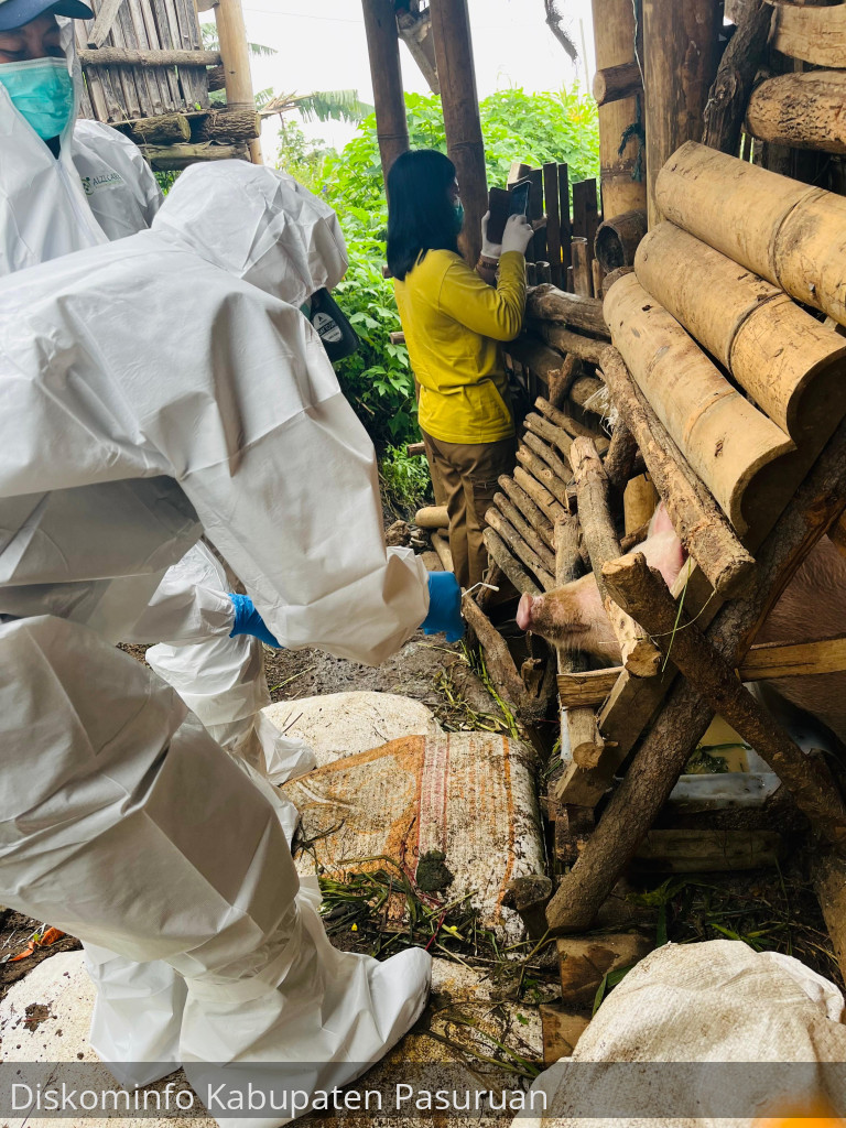 Ratusan Babi di Sedaeng dan Wonokitri Mati Positif ASF. Pemda Minta Warga Perketat Biosecurity Kandang