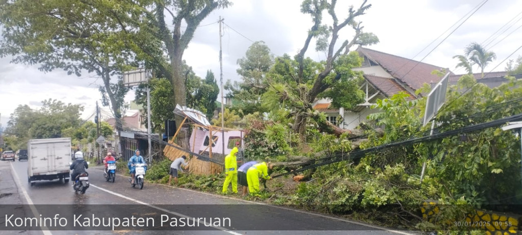 BPBD Kabupaten Pasuruan Himbau Warga Waspada Pohon Tumbang. 2 Warga Alami Luka dan 1 Orang Meninggal
