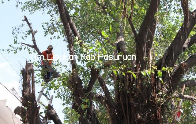 ANGIN KENCANG, BLH KABUPATEN PASURUAN INTENS LAKUKAN PERANCAPAN DAN PEMOTONGAN RANTING POHON