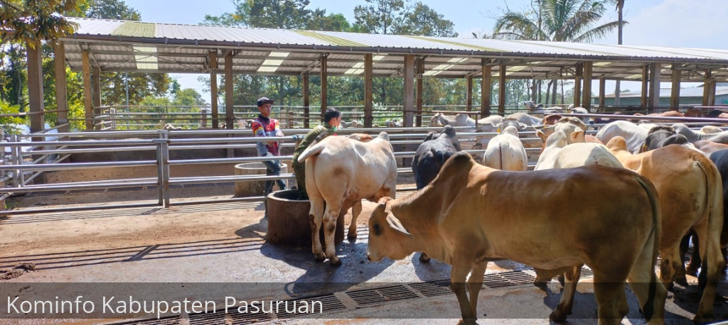 325 Sapi Terserang LSD. Peternak Diminta Tingkatkan Bio Security