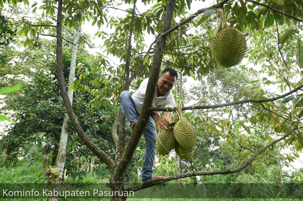 Jalan-Jalan Ke Desa Kronto, Lumbang. Surganya Durian Terbaik Pasuruan