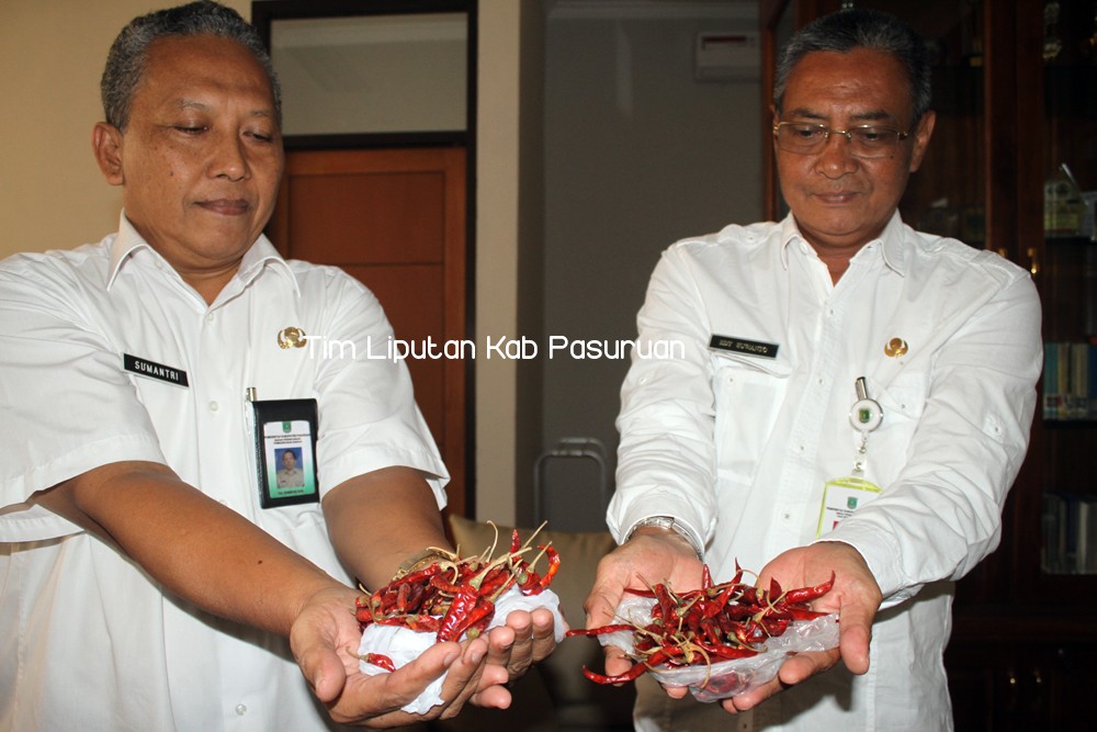 DISPERINDAG KABUPATEN PASURUAN TEMUKAN CABAI IMPOR DIJUAL BEBAS DI PASAR