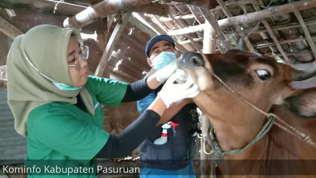134 Sapi Potong di Kabupaten Pasuruan Positif PMK. 94 Ekor Dinyatakan Sembuh