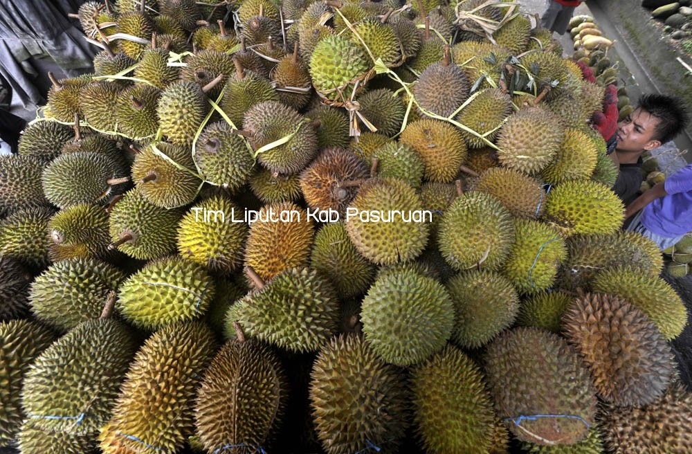 TAHUN KEEMPAT, PEMKAB PASURUAN SUKSES GELAR BURSA DURIAN KAKAP