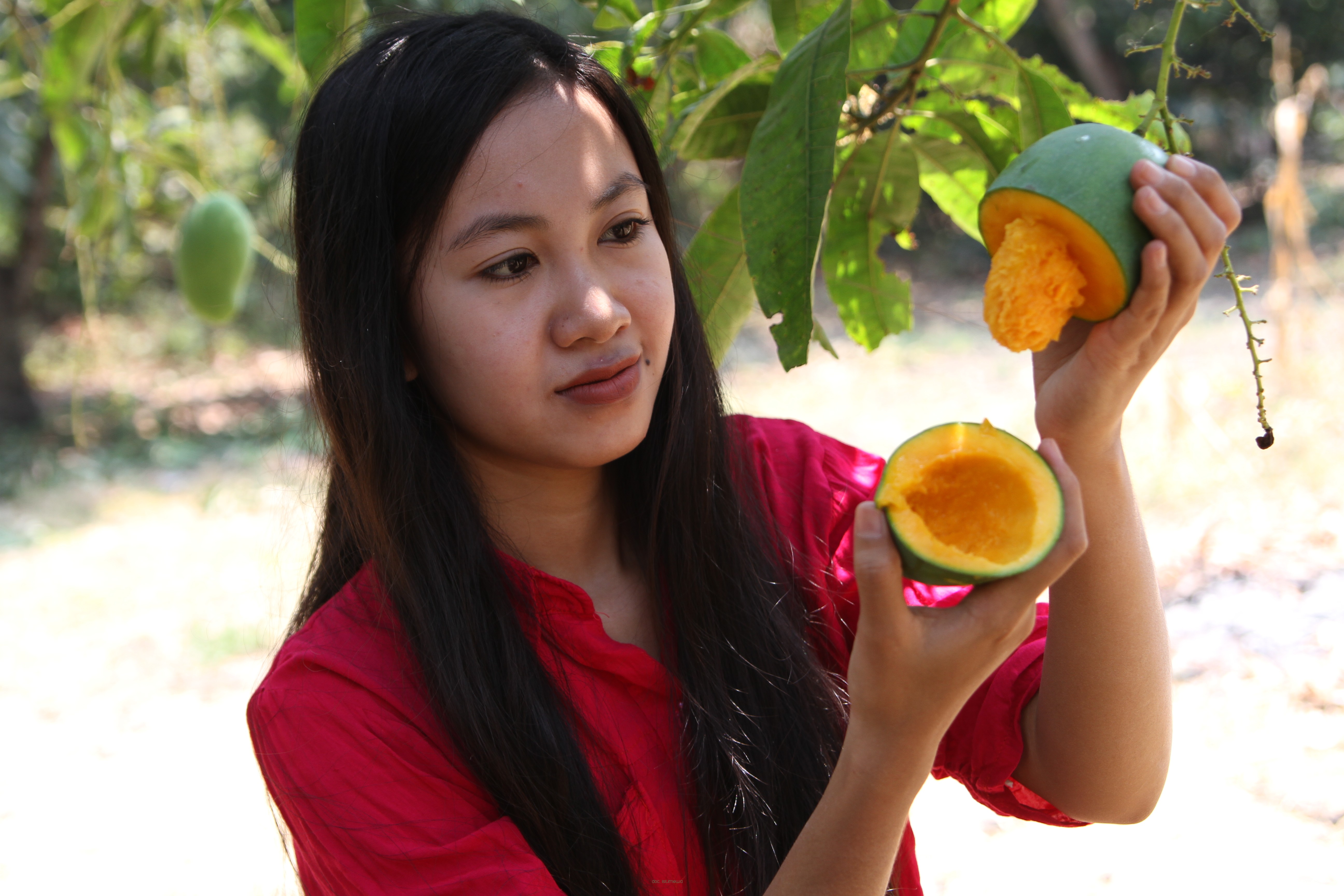 Petani Mangga Alpukat di Kabupaten Pasuruan Mulai Panen. Dibeli Hingga Brunei Darussalam