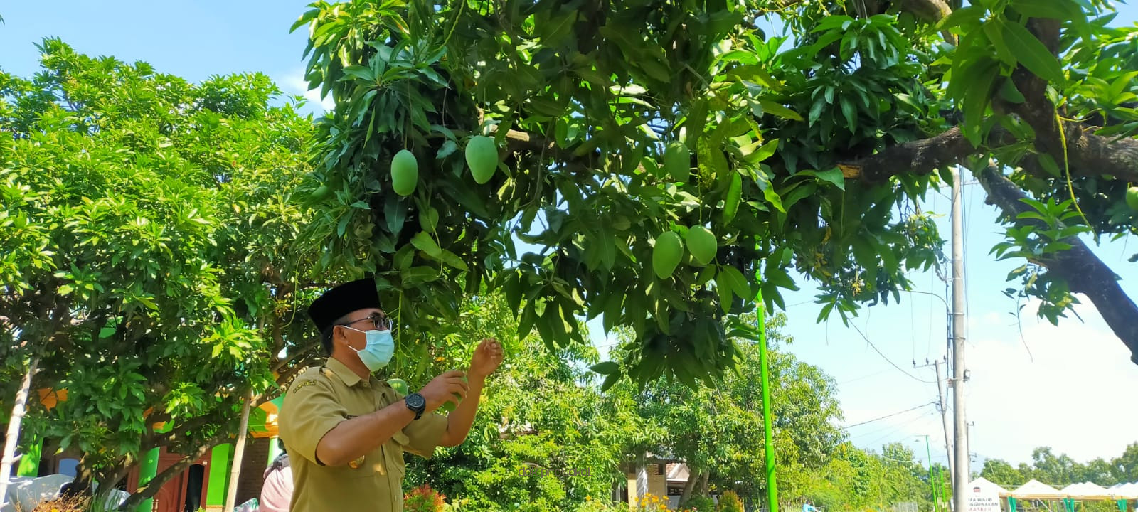Jalan-Jalan ke Kebun Mangga Desa Oro-Oro Ombo Kulon, Kecamatan Rembang 