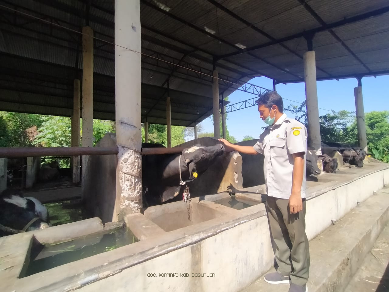Dua Tahun, Loka Penelitian Sapi Potong di Grati Sukses Kembangkan 11 Anakan Sapi Peranakan Ongol Belgian Blue 