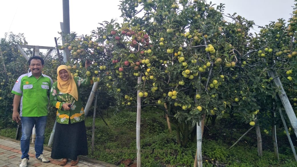Apel Nongkojajar Semakin Digilai Warga Ibukota 